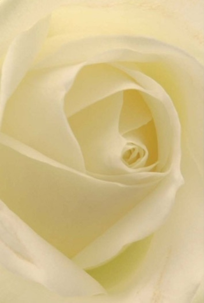There is a spellbinding quality to this white rose, captured so intimately that its every layer and subtle hue becomes a study in poise and tranquility. The petals, arranged in a flawless spiral, possess a luminous blend of white and buttercream, softened by the light that pools gently across their surface-much like the soft morning glow filtering down from Harrow's St Ann's Road or over the calm waters at Harrow Recreation Ground. Each fold and crease is traced with a charmingly matte, silky finish, beckoning sensory exploration. The composition speaks to elegant restraint: the bloom is both serene and quietly resilient, with its translucent edges radiating a soft fragility balanced by the sturdy, artful core. In this image, the rose seems almost to exhale a fresh, clean, subtly sweet fragrance-evocative of Harrow's open air and the calm, supportive energy that carries residents through life's milestones. As a florist in this community, I see the bloom as the perfect emblem for earnest apologies, romantic gestures, or the centrepiece at a local wedding-ideal for those who cherish understated beauty and heartfelt intentions. The fine gradations of shadow lend the flower an inner light, making it not just an adornment but a vessel for unspoken emotion-a true hallmark of thoughtful local floral craft, destined for same-day delivery to any corner of Harrow.